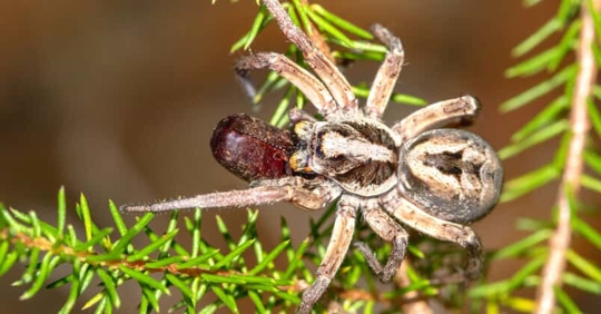 A wolf spider.